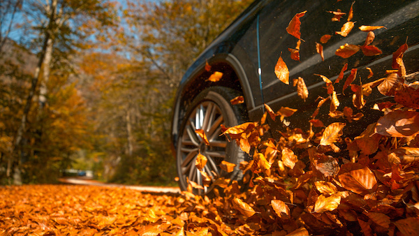 How Longview's Fall Leaves Can Harm Your Vehicle